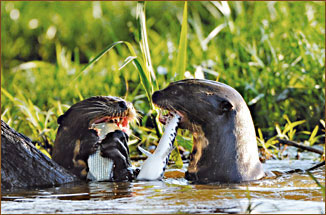 Eine Riesenotter-Familie auf der Jagd