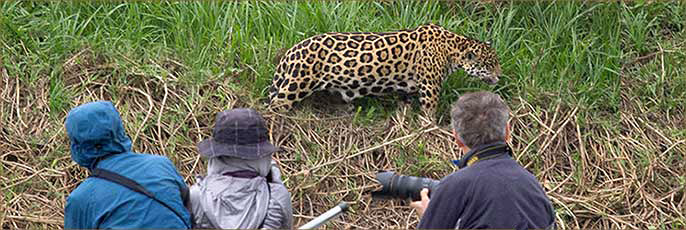 Jaguar Fotoreise Brasilien