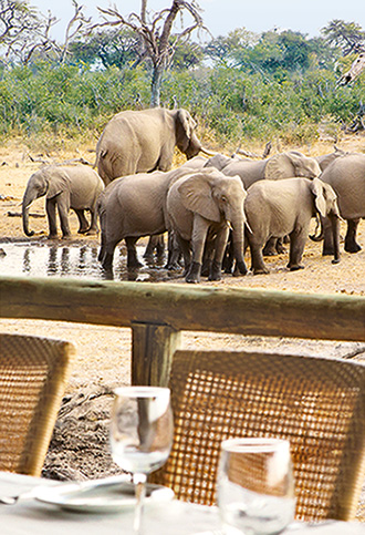 Elefantenherde vor dem Restaurant