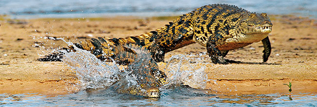 Nilkrokodil auf einer Bootstour