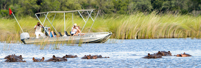 Nilpferde bei einer Bootstour auf dem Chobe Fluss