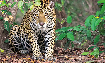 Im nördlichen Pantanal wurden bisher 46 verschiedene Jaguare eindeutig indentifiziert Jaguar auf unserer Safari im Pantanal