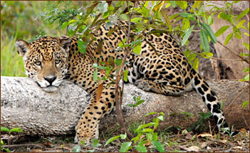 In der Mittagshitze kann man den Jaguar sehr oft am Flussufer beobachten