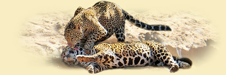 Jaguar Pärchen auf unserer  Pantanal Fotoreise