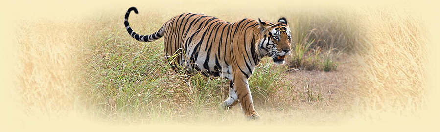 Tiger im indischen Kanha Nationalpark
