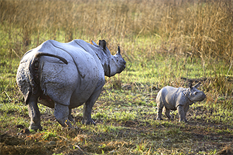 Panzernashorn Baby im Kaziranga-Nationalpark