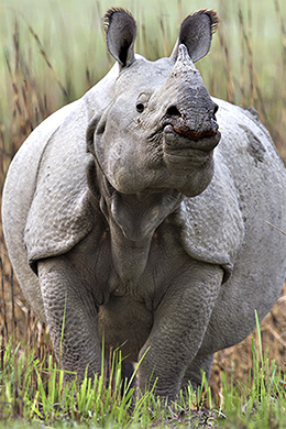 Großes Nashorn-Männchen in Kaziranga