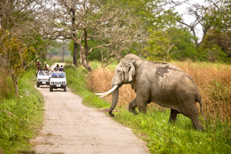 Elefanten in Kaziranga