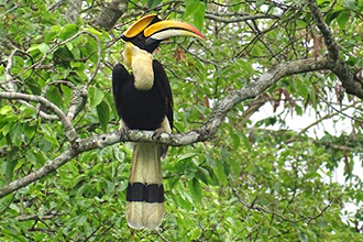 Nashornvogel in Assam