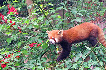 der kleine Pandabär – auch Roter Panda genannt, lebt in der Himalaya-Region in China, Indien und Nepal