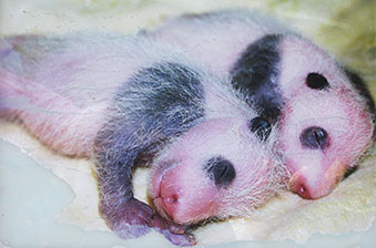 kleine Pandabären Babys