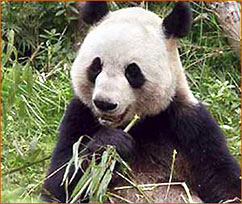 großer Pandabaer auf unserer Rundreise durch China