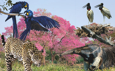  Pantanal Touren mit Jaguar Safaris