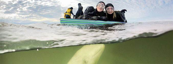 Beluga ganz nah unter der Wasseroberfläche