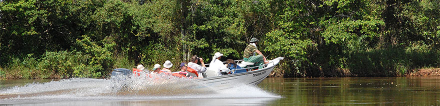 Urlaub im Pantanal um Ameisenbär und Tapir zu beobachten