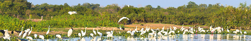 viele Vögel und auch Säugetiere im Juni – beste Reisezeit im Pantanal Tiere bei Pantanal Reisen im Juni und Juli
