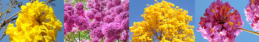 Baumblüte im Pantanal ist von August bis Anfang September blühende Ipe Bäume Lapacho