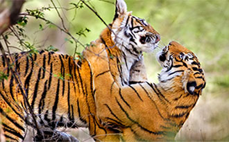 In Indien Tiger beobachten - ca. 3000 Tiger leben noch in Indien
