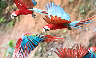 Grünflügelaras werden auch Dunkelrote Aras genannt und gehören mit 90 cm Körperlänge zu den größten aller Papageienarten