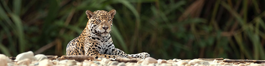 Entspannter Jaguar am steinigen Flussufer des Tambopata