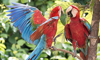 Papageien Pärchen auf einem Papaya-Baum