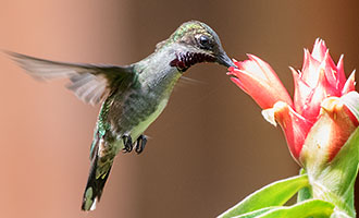 Südamerikanischer Rubinkolibri im Tambopata Regenwald