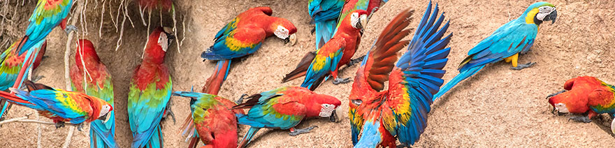 Fliegende Hellrote Aras an der Chuncho-Lehmlecke in Peru