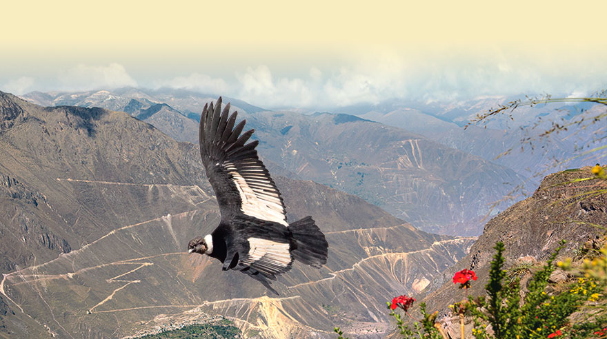 Andenkondor fliegt durch den Colca Canyon