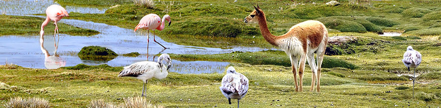 Bei der Laguna de Salinas können oft Lamas, Alpakas, Vicunas und sogar Flamingos gesehen werden