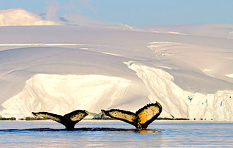 Bartenwal in vor der Insel Deception - Fauna-Reisen; Reiseveranstalter für Reisen in die Antarktis