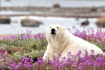 liegender Eisbär in rosa blühenden Weidenröschen