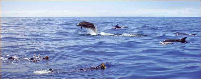 Reisen zum Schwimmen mit Delfinen - Reiseveranstalter Fauna-Reisen