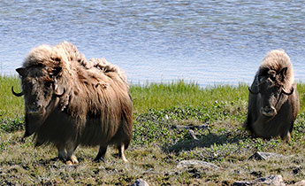 in drei Nationalparks von Kanada gibt es Bisons: Wood Buffalo, Banff und Riding Mountain