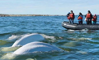 von Mitte Juni bis Mitte September kommen jedes Jahr bis zu 1000 Belugawale in die Bucht der Hudson Bay um zu kalben