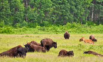 Der Amerikanische Bison wird oft auch als Büffel bezeichnet und kann bis zu 500 Kilogramm schwer werden