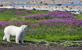 die Eisbären Population der westlichen Hudson Bay beträgt 950 Tiere
