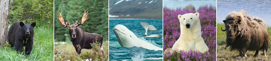 Tierbeobachtungen in Kanada die Big 5 erleben: Elch, Schwarzbaer, Bison, Belugawal und Eisbaer