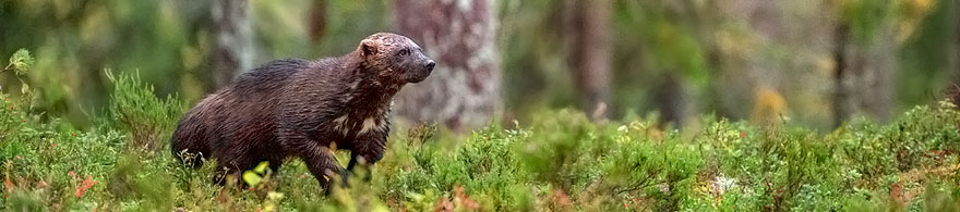 Vielfraß in Nordkarelien in Finnland