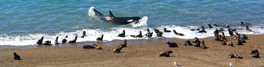 Beobachtung der Orcas im April – zur besten Jahreszeit auf Valdes