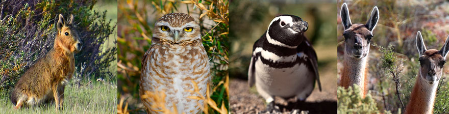 auf Valdes kann man Pampahasen, Guanakos oder Pinguine beobachten