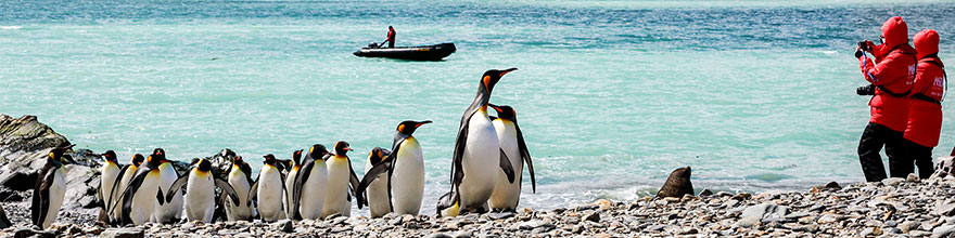 grosse Kolonie Königspinguine auf South Georgia; 