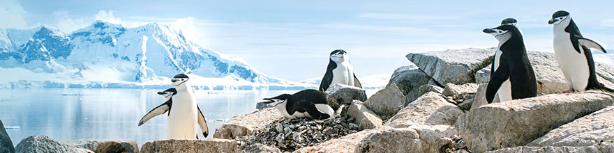 Zügelpinguin bei einer Bootstour in der Paradise Bay