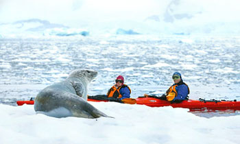Seeleopard Antarktis