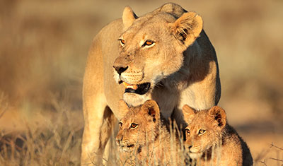 Löwin mit zwei Jungen im hohen Gras