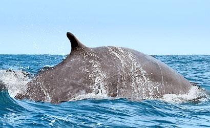 ein Finnwal kann bis zu 45 km/h schnell schwimmen