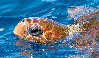 schwimmende Unechte Karettschildkröte im Atlantik