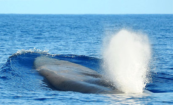 Die beste Reisezeit für Blauwale ist von März bis Mai auf den Azoren –