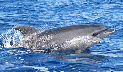 Große Tümmler sind die größte Delphinart