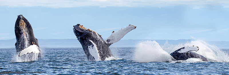 Anders als Pottwale oder Blauwale springen Buckwale sehr oft - jumping