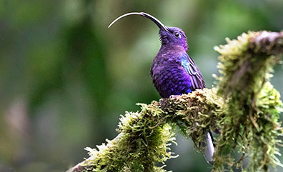 Der Purpurdegenflügel in Monteverde